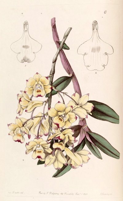 Dendrobium sanguinolentum von Miss Drake